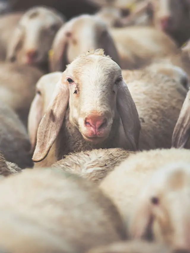 10 Best Sheep Breeds For Beginners