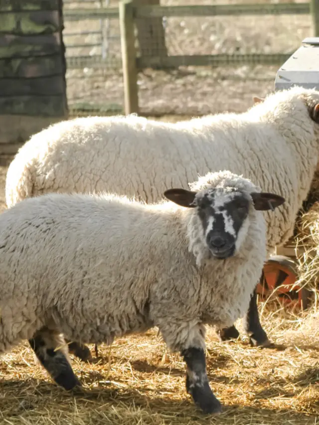 Black And White Sheep Breeds