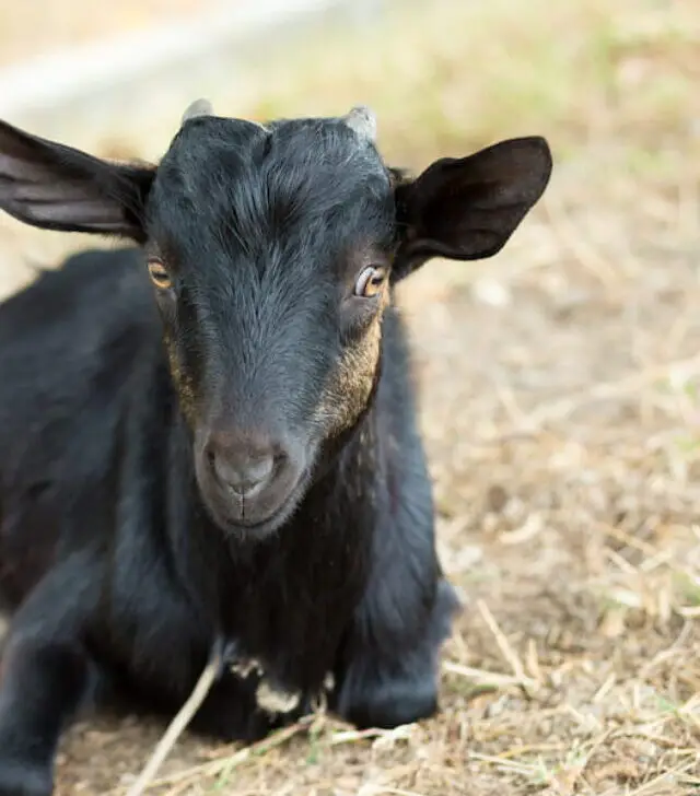 Black goat in farm