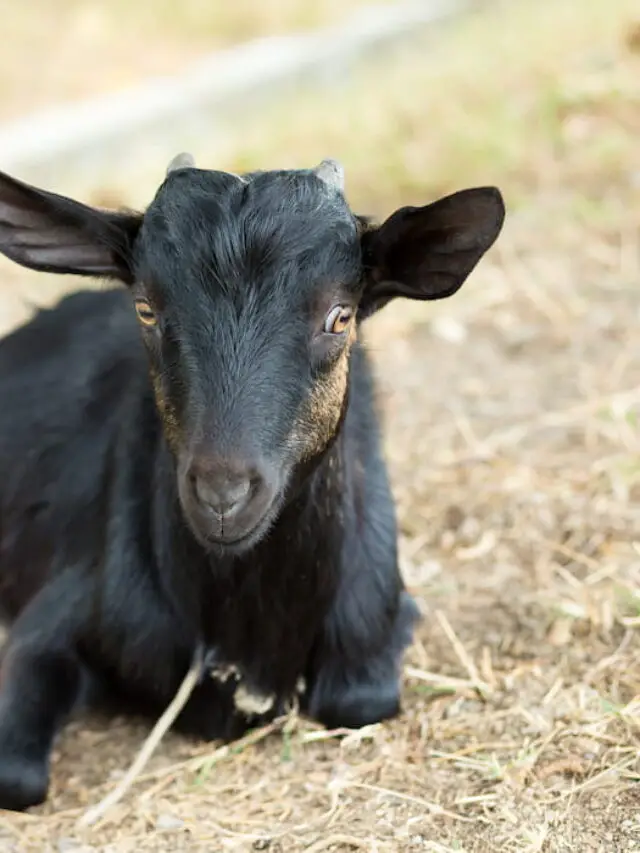 Black Goat Breeds