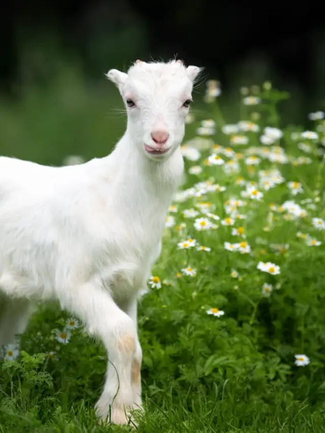 Can Goats Eat Peanut Butter?