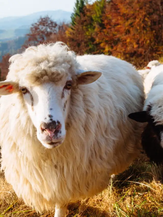 9 Breeds of Sheep That Look Like Goats