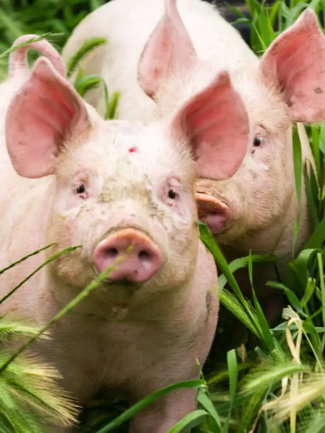 9 Farm Animals That Can Live With Pigs