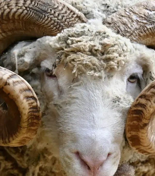 Ram with impressive horns