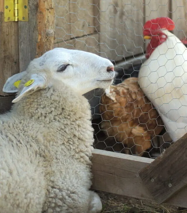 sheep and hen chicken outside