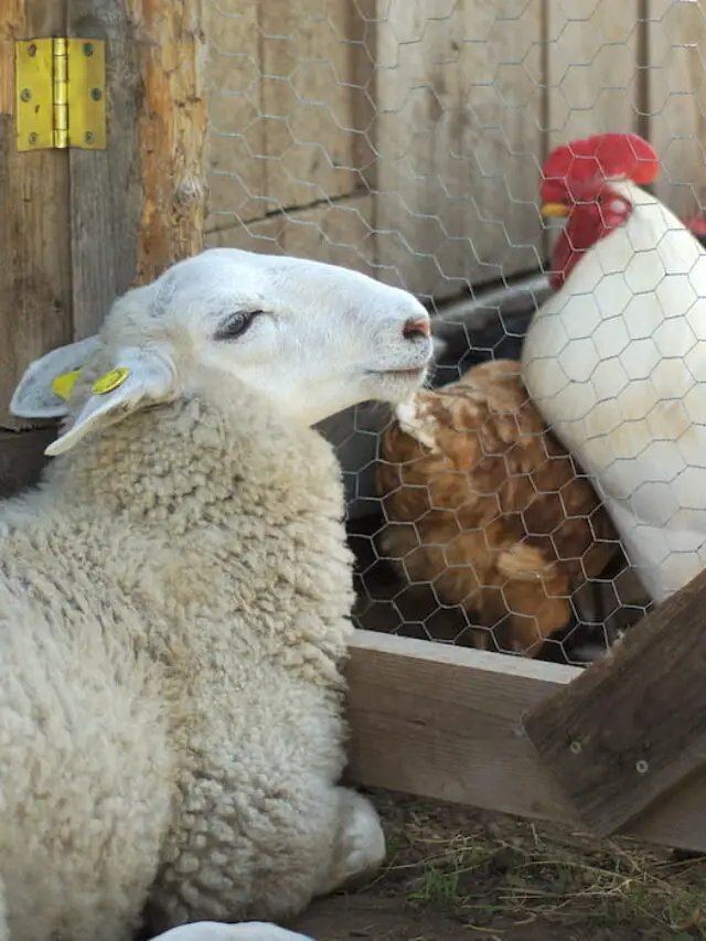 Can Sheep and Chickens Live Together?