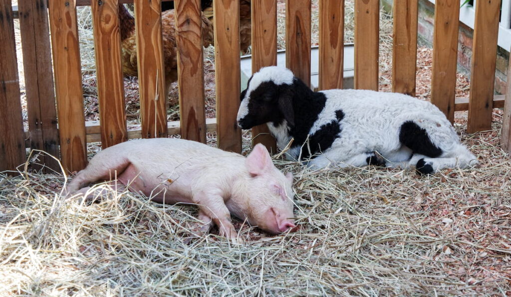 A LITTLE PIG AND A LITTLE GOAT LAYING ON THE STRAW