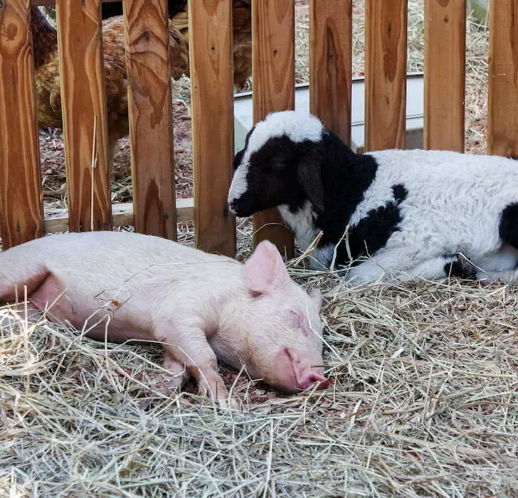 A LITTLE PIG AND A LITTLE GOAT LAYING ON THE STRAW