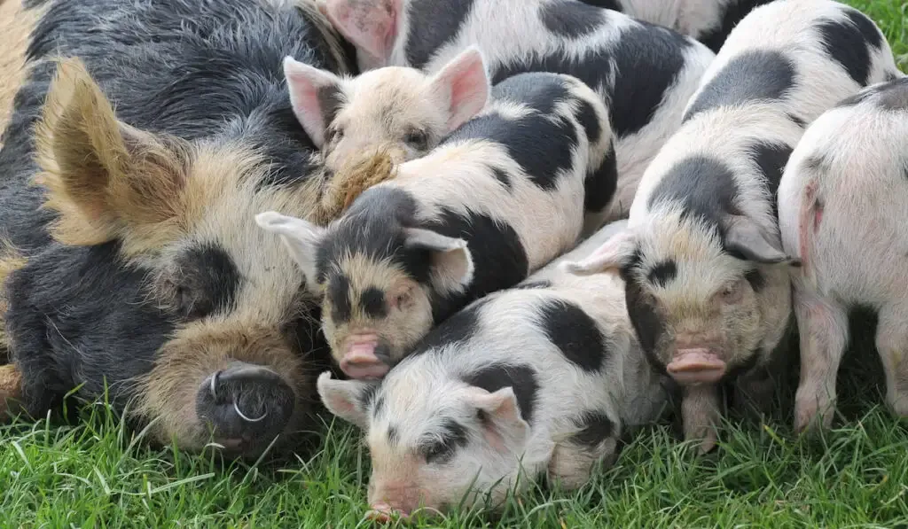 A female kunekune pig laid with all her piglets in a field