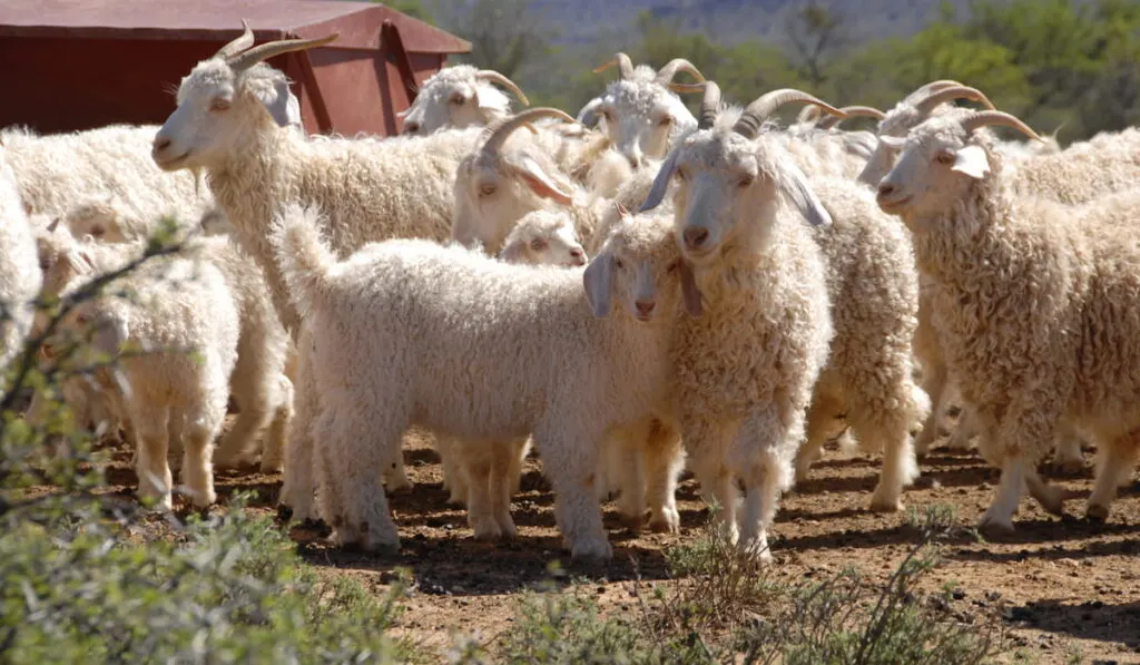 A flock of Angora goats