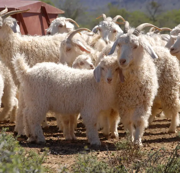 breed of goats