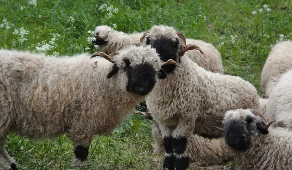 A flock of Valais Blacknose Sheep