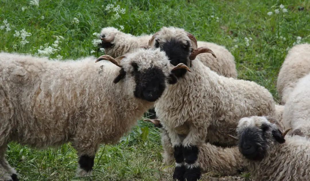 Valais Blacknose Sheep Breed Profile - Homestead Geek