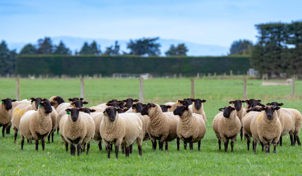 A flock of pregnant suffolk ewes sheep 