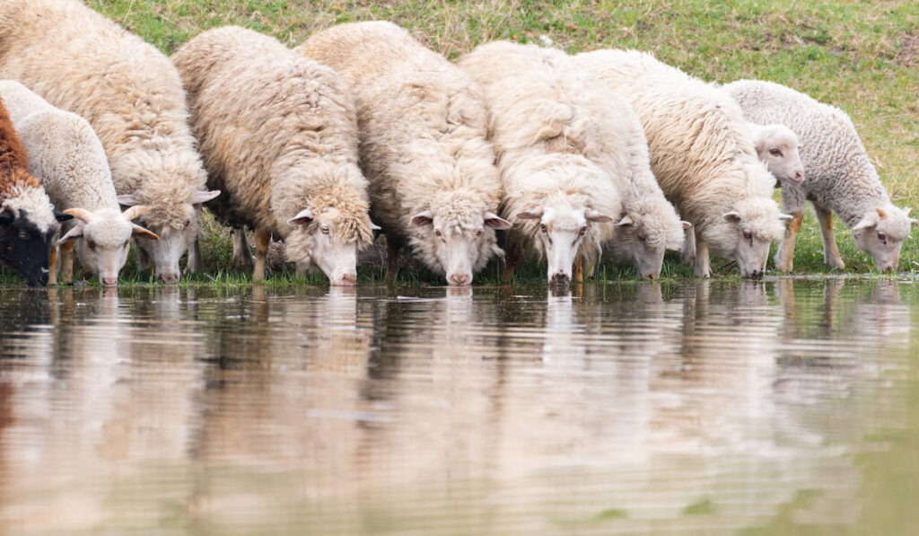 A group of sheep drink water from a lake 