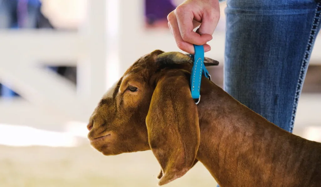 a man training its pet goat