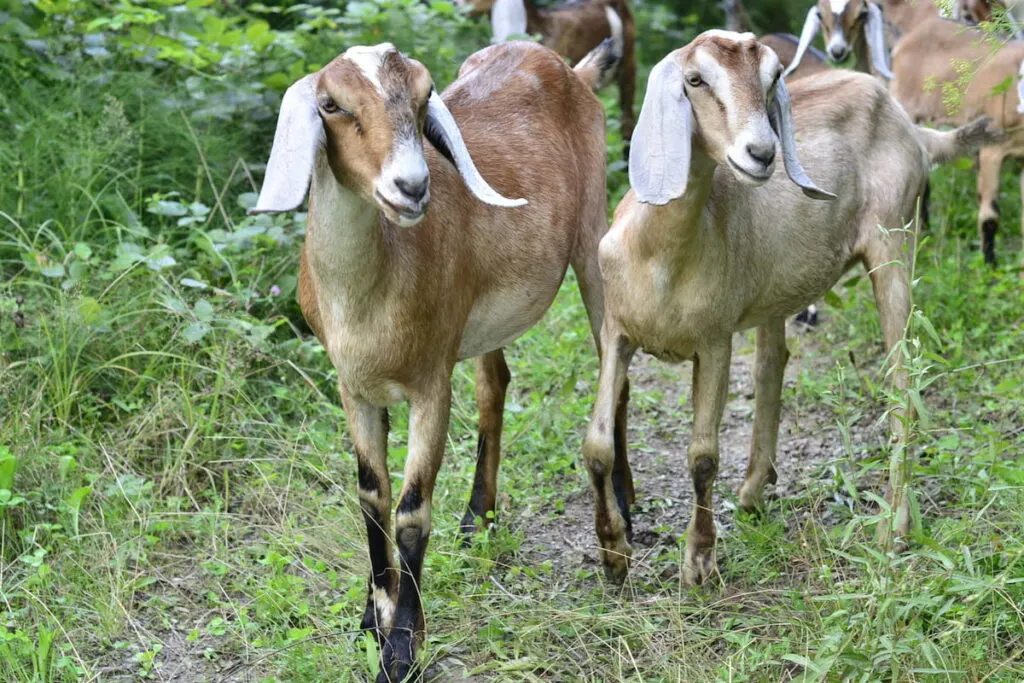A pair of Nubian goats in the forest 