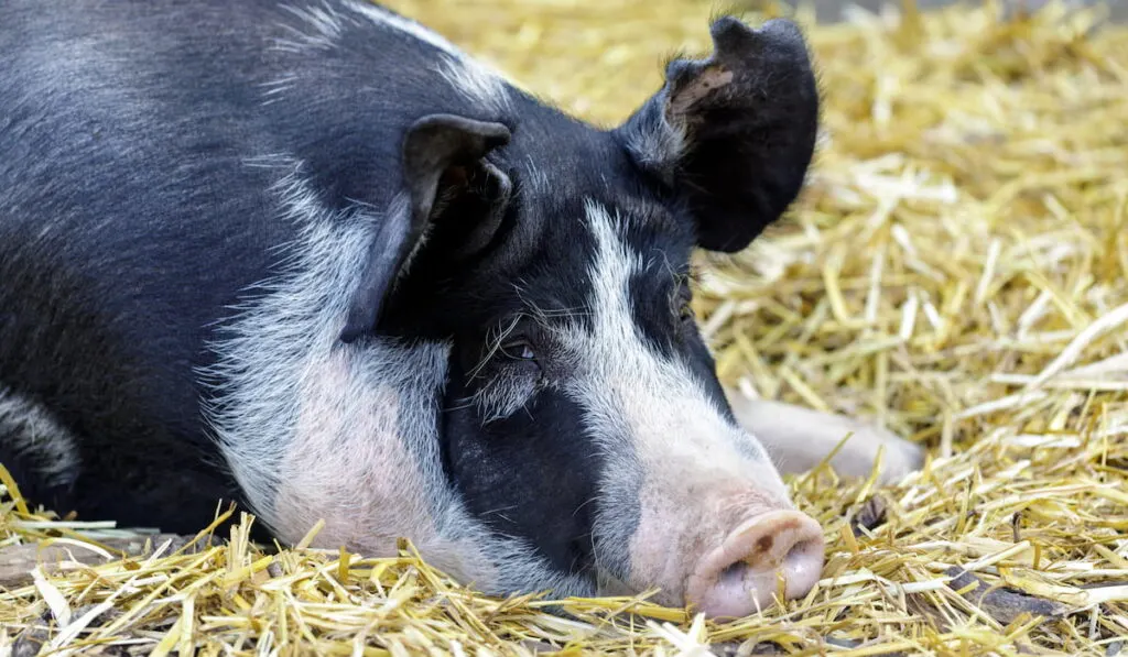 Adult Berkshire Pig Resting