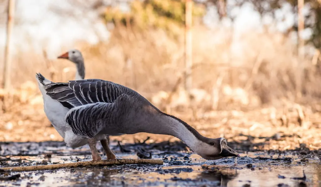 African geese drinking water from the pond