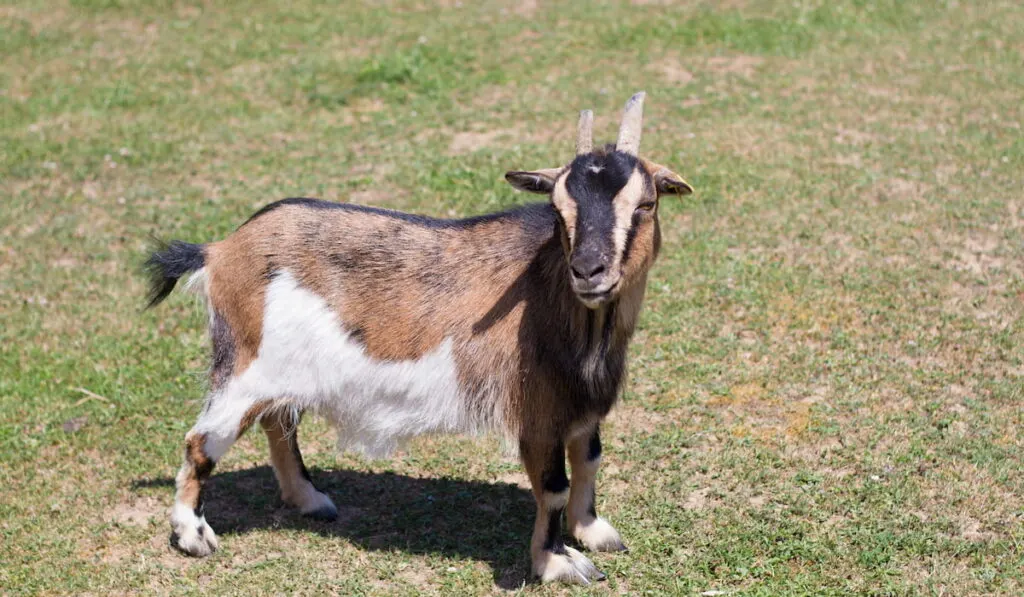 Alpine Goat