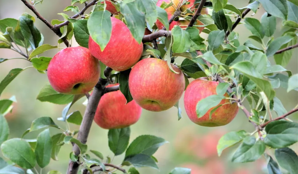 Apples on the tree