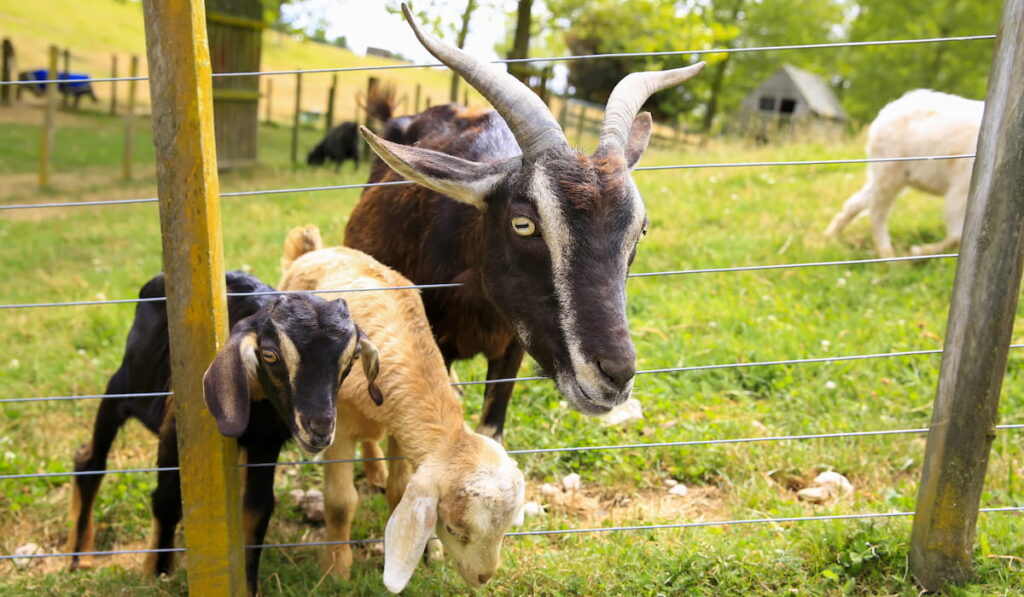 Arapawa goat with baby goats at the farm
