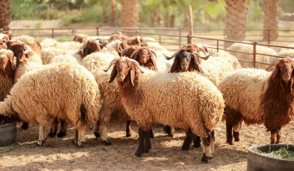 Awassi brown sheep 