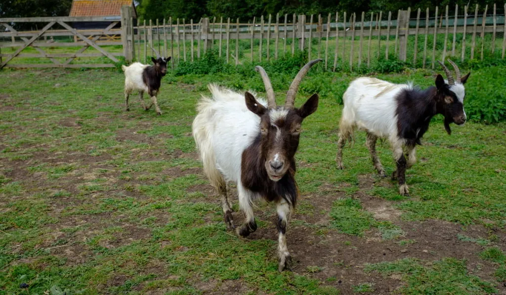 Bagot Goats in field walking