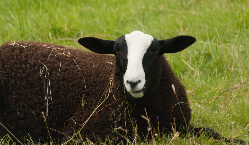 Balwen Welsh Mountain sheep