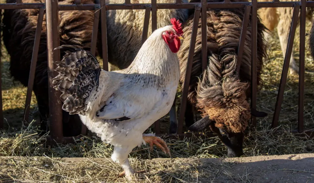 Big White Cock And Sheep On The Farm