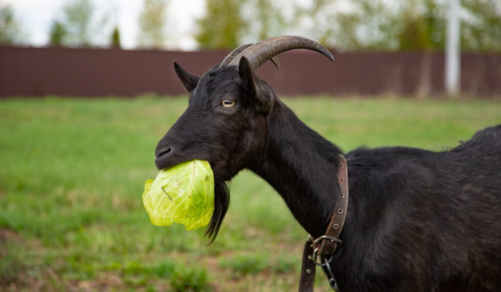 Black goat eating cabbage