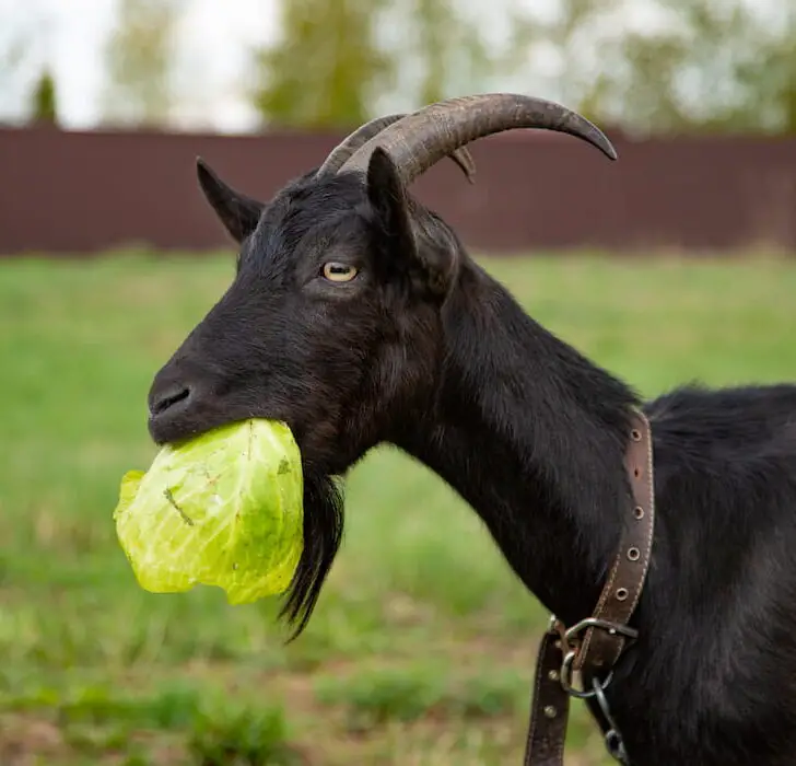 goat eating cabbage