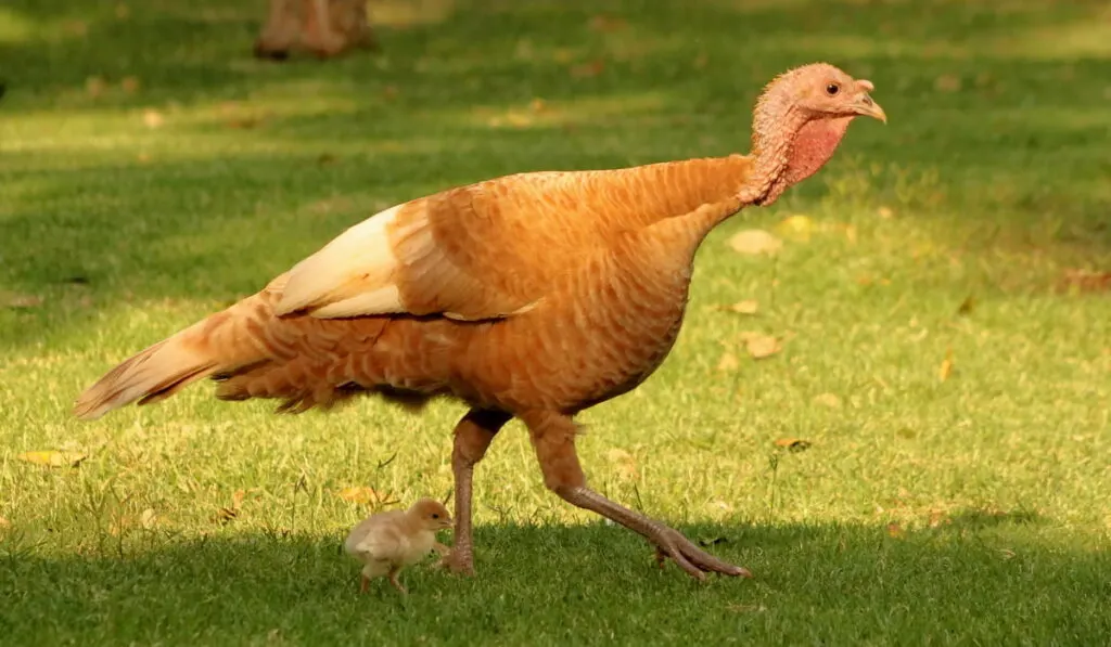 Bourbon Red Turkey