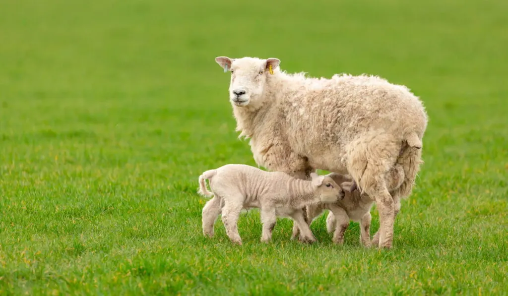 British Milk Sheep 