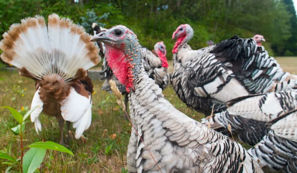 Broad Breasted Bronze Free Range Turkeys