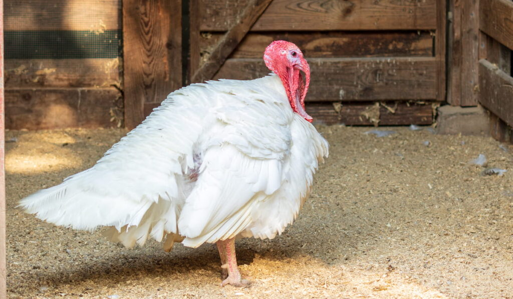 Broad breasted white turkey