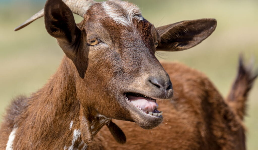 brown goat looking at the camera smiling