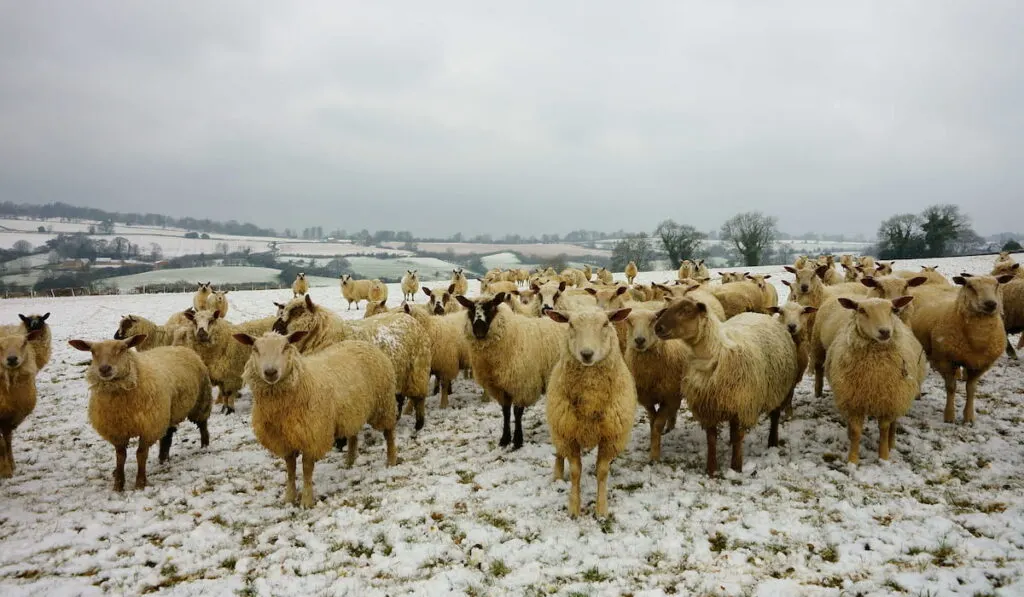 Charollais Sheep standing on the snow