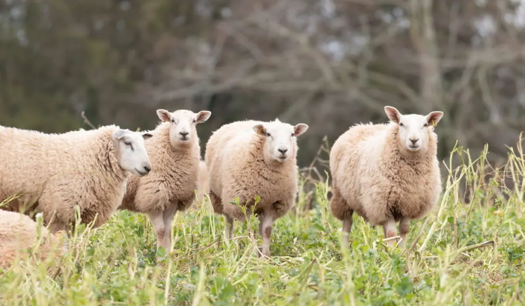 Cheviot sheep in a field