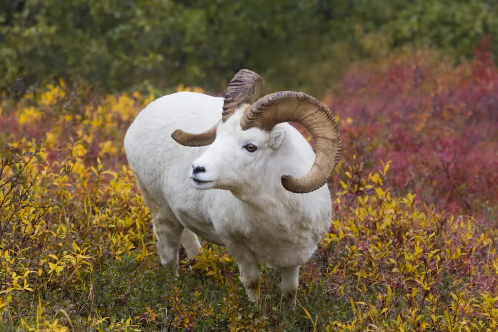 Dall sheep