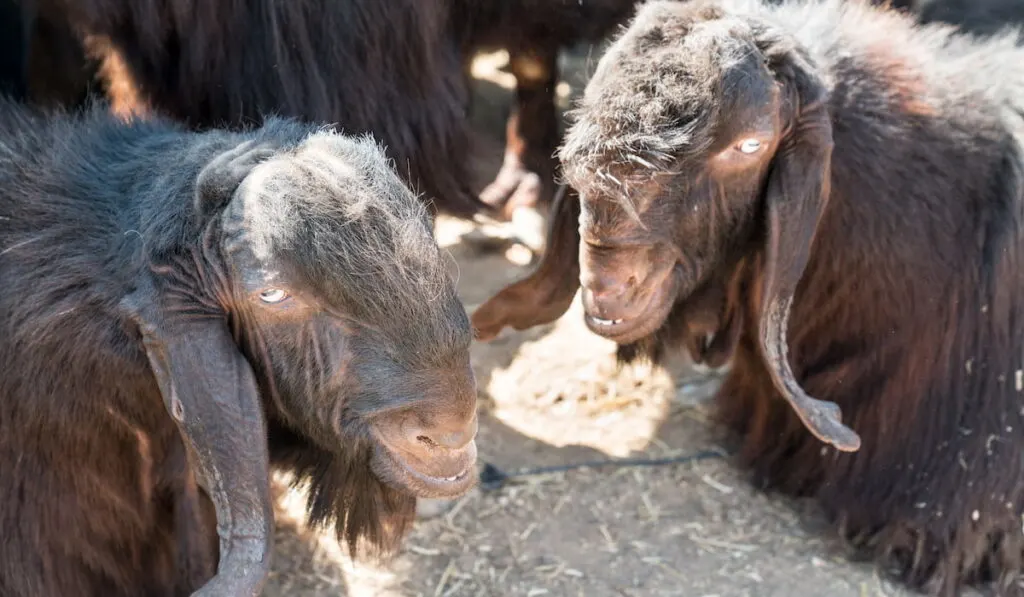 Damascus goat 