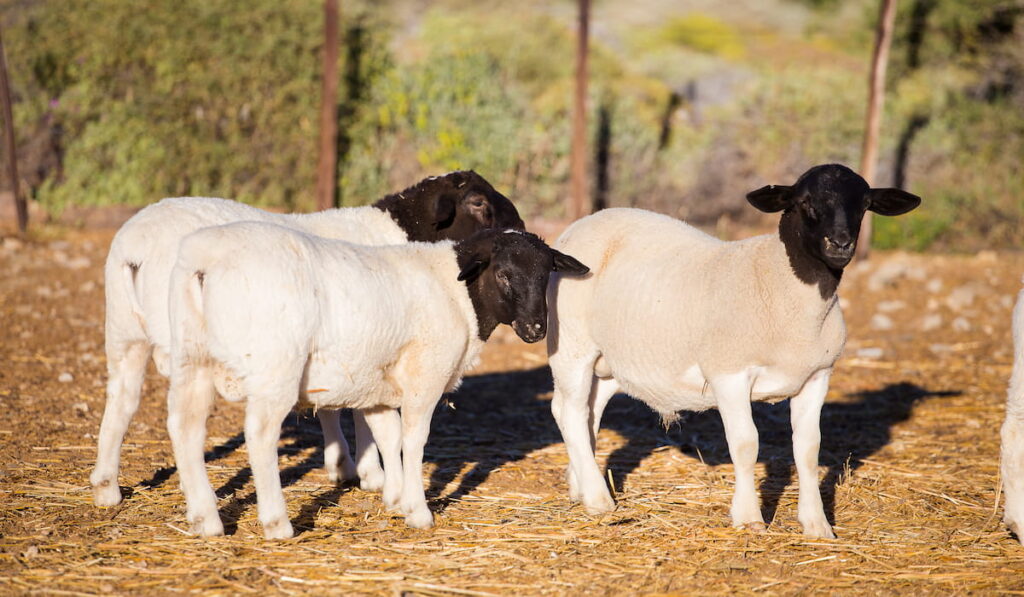 Dorper Sheep Rams on a dorper sheep stud farm 