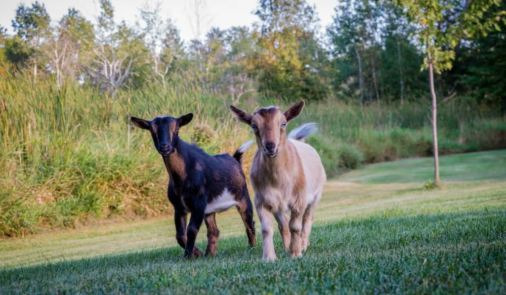 Dwarf Nigerian goats