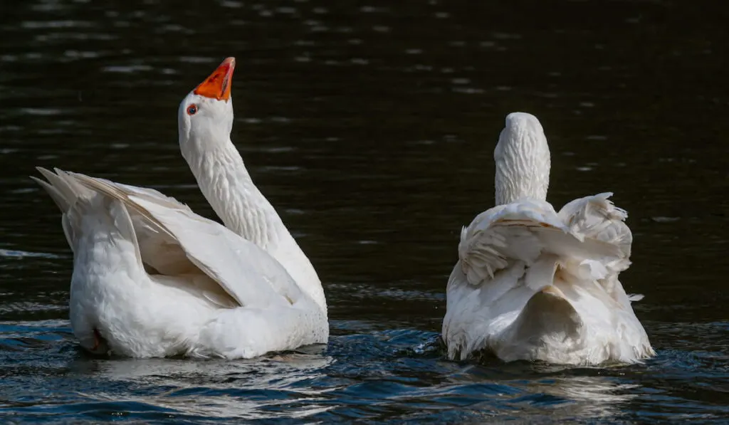 Embden geese swimming away 
