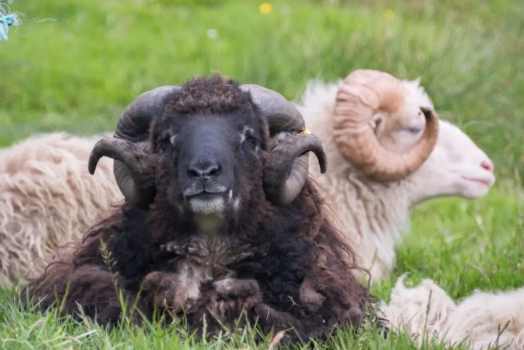 Faroese black