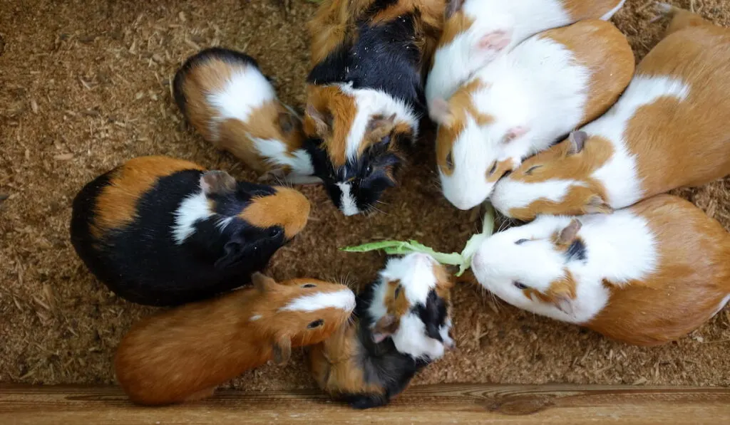 feeding guinea pigs