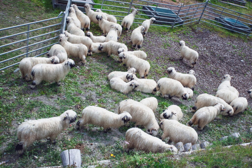 Flock of Valais Blacknose sheep in the field