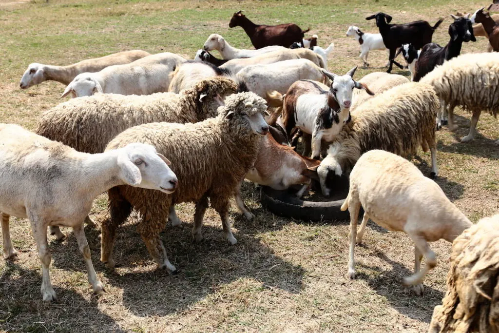Flocks of goats and sheep are eating food on the farm