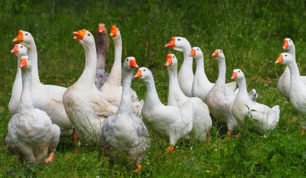 Geese in the grass