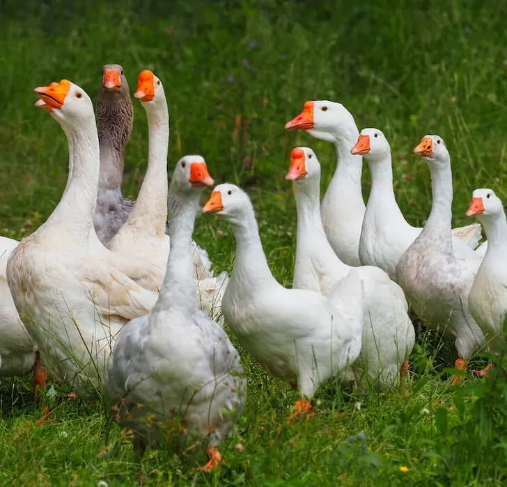 group of geese in the grass